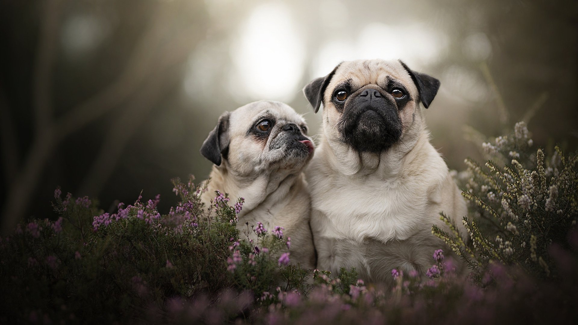 弗拉门戈之舞与钢铁战车，阿圭罗统治之夜，塞维利亚轻取多特蒙德