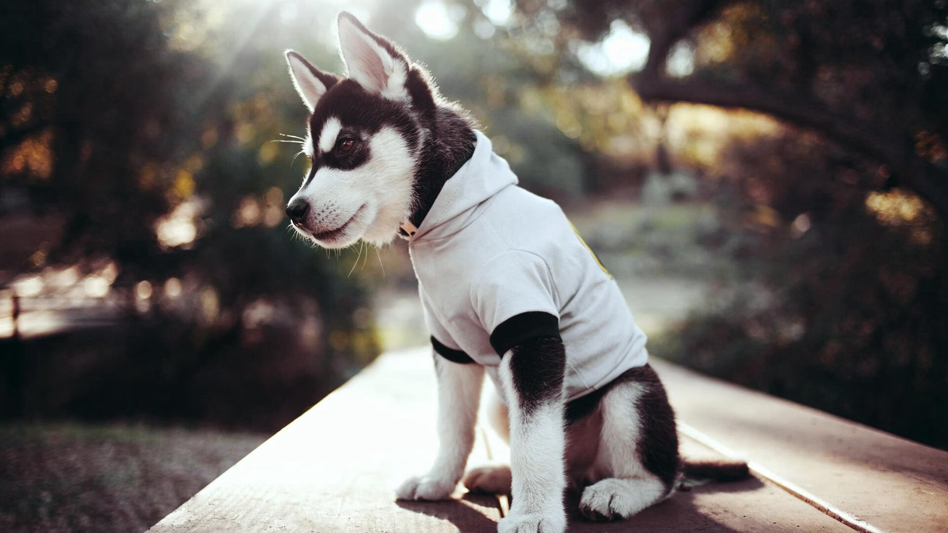 中游屠夫威廉姆斯无情碾压哈斯，塞恩斯独闯前三甲展现火热状态