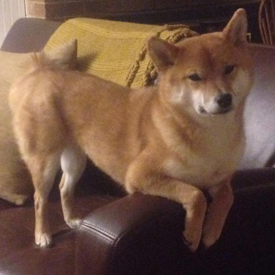 网坛权力转移，总决赛如何以精英主义碾压传统—兹维列夫的火热状态成最佳注脚