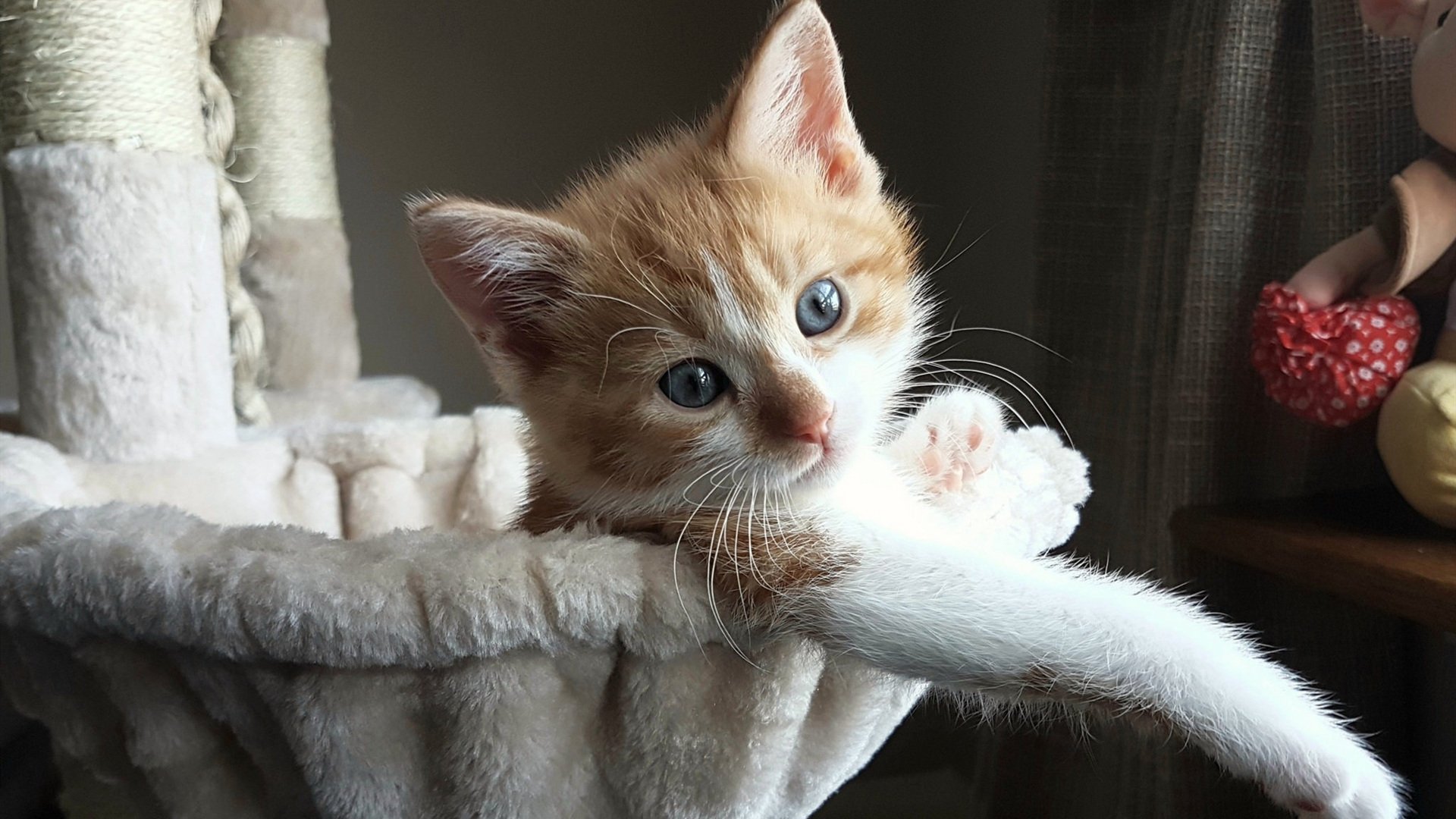 冰火交响,法国队横扫印度背后的战术铁壁,与桃田贤斗的孤焰重生