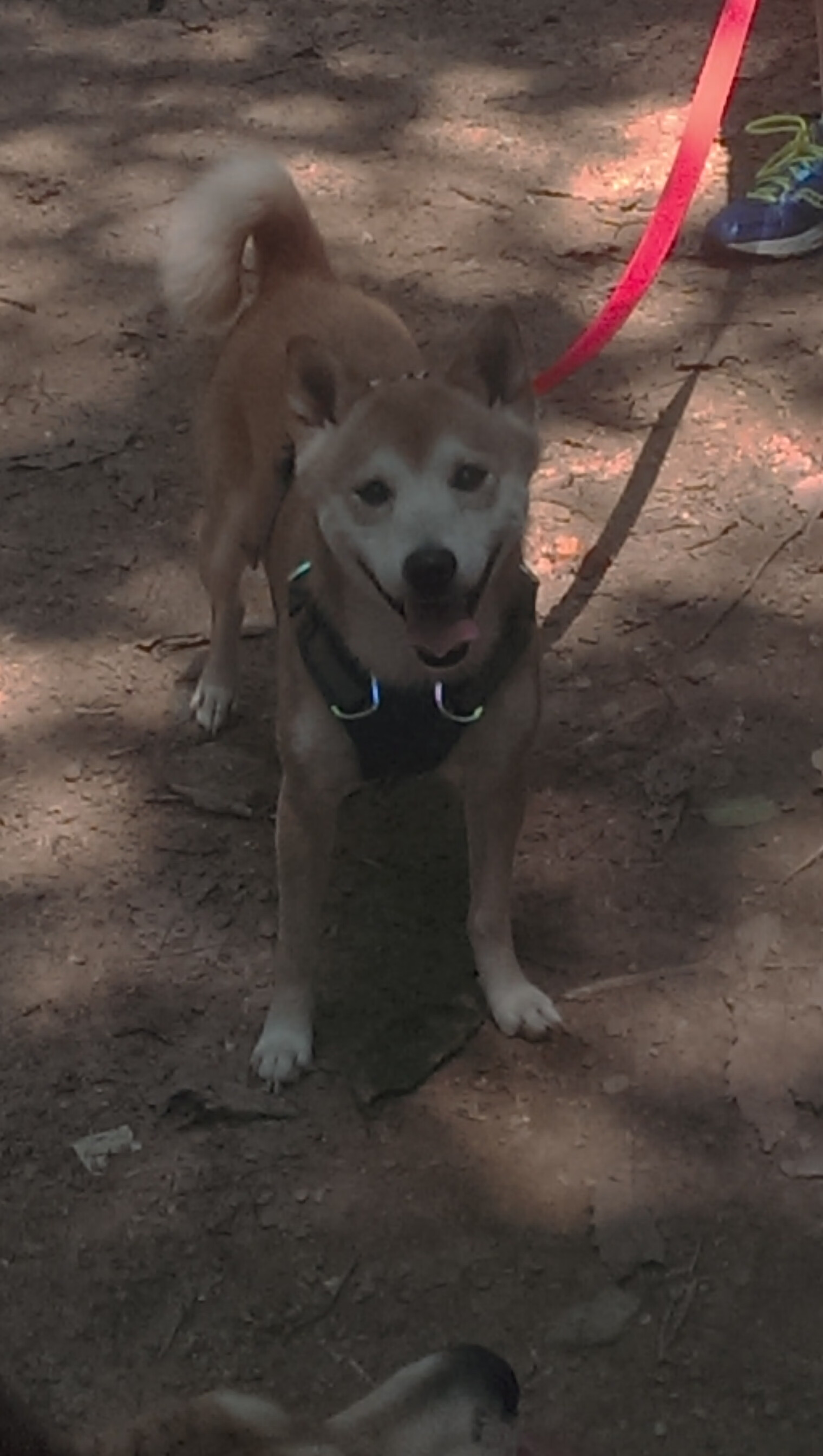 瑞士军刀出鞘,绿茵巫师归来,伊布关键先生导演狂胜拉齐奥