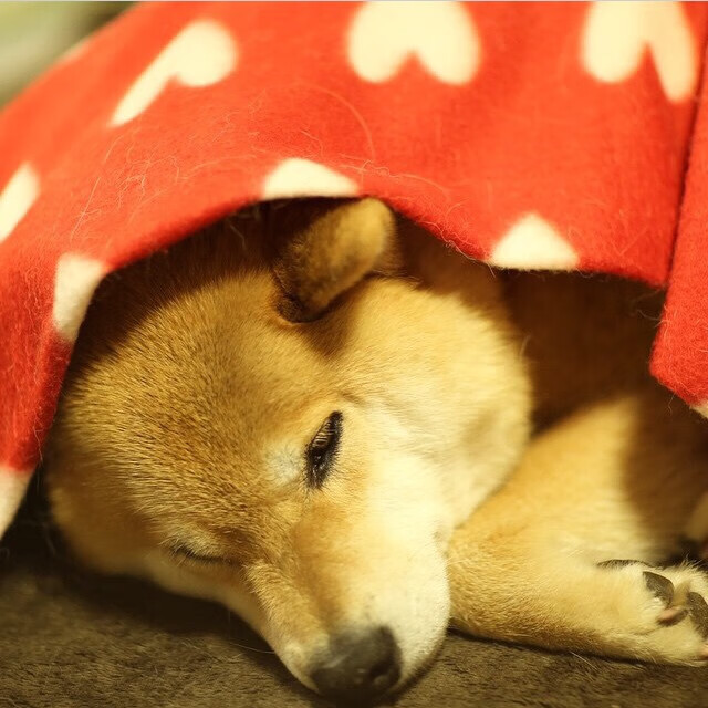 蓝黑心脏的搏动，巴雷拉的欧冠统治之夜