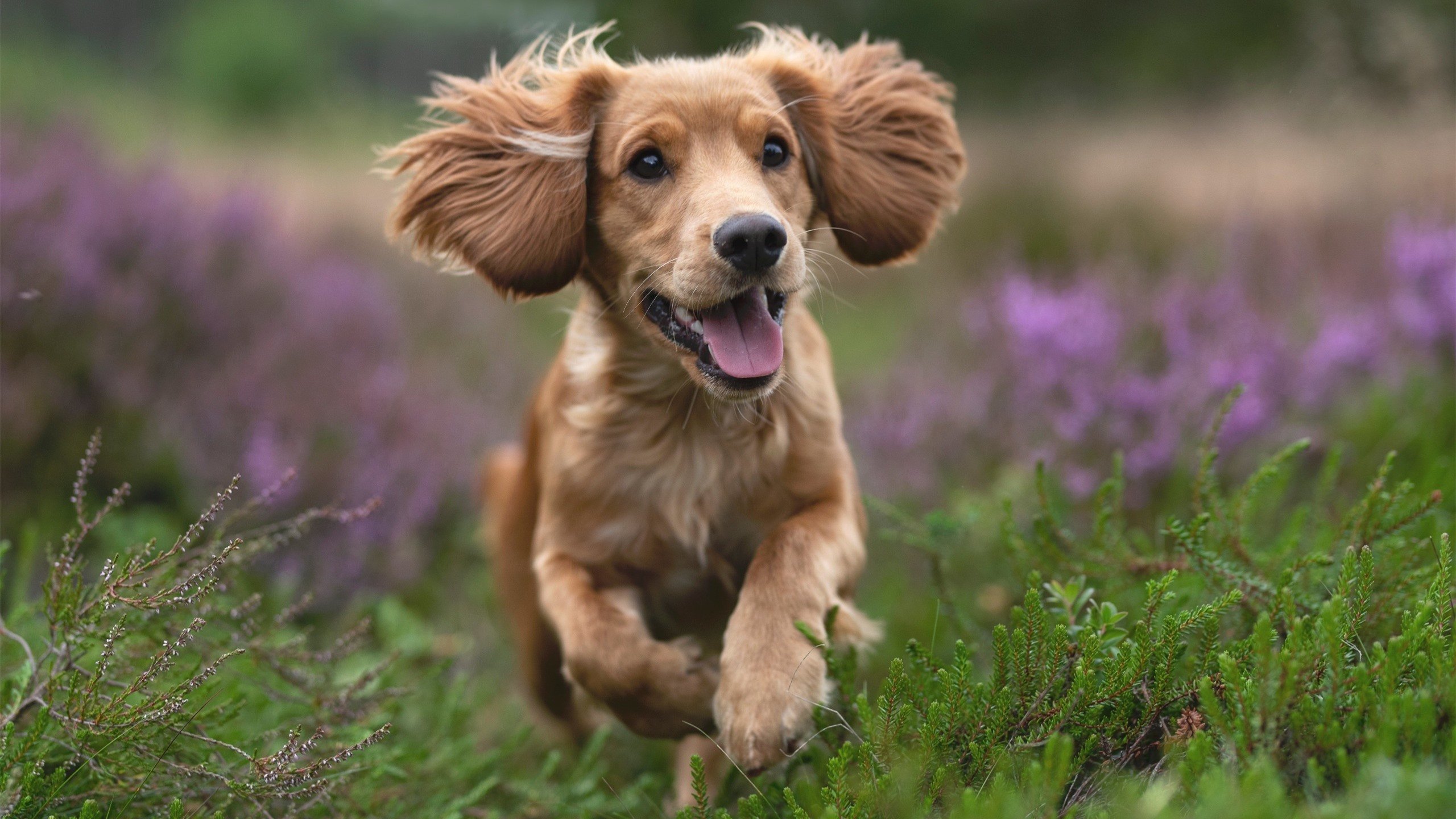 爱游戏在线-切尔西友谊赛横扫洪都拉斯，基耶萨德甲争冠战独揽风云