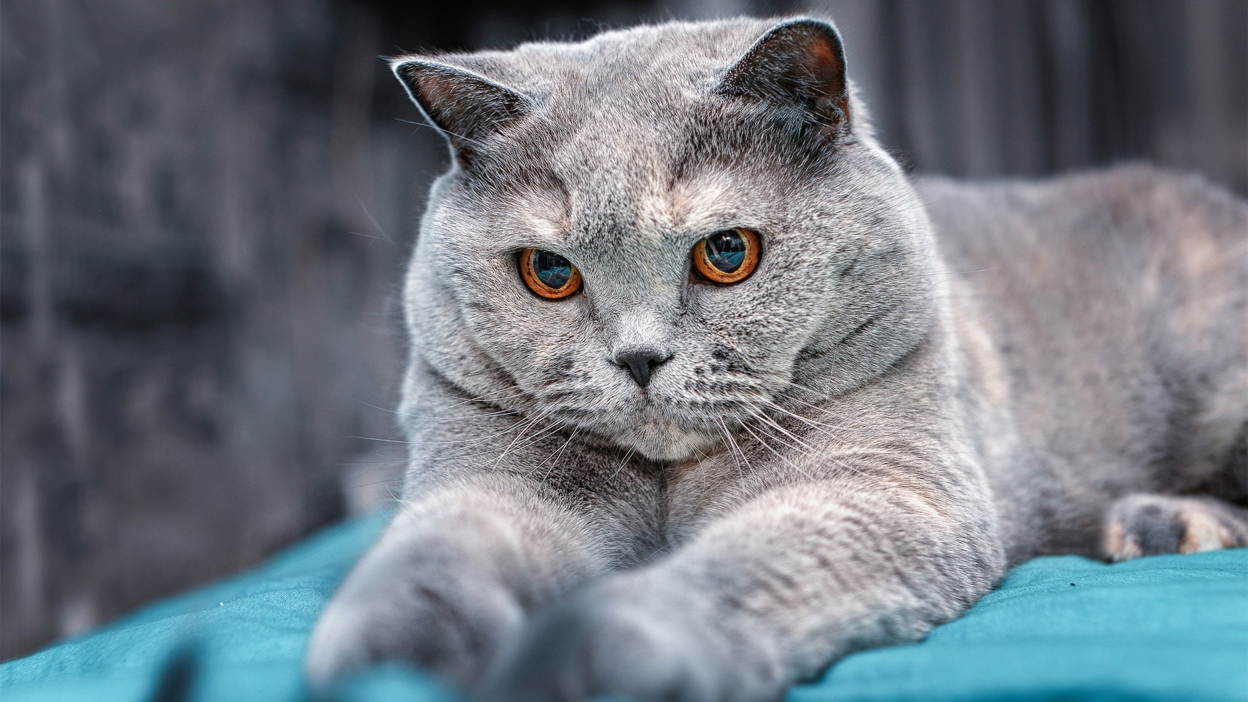 意外的重量,当历史被瞬间改写—从希腊神话到德布劳内的接管时刻