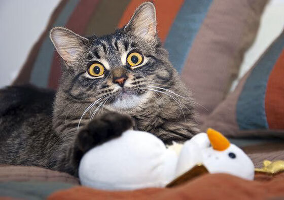 当德甲争冠夜解说切错信号，莫兰特狂暴50分颠覆绿茵信仰