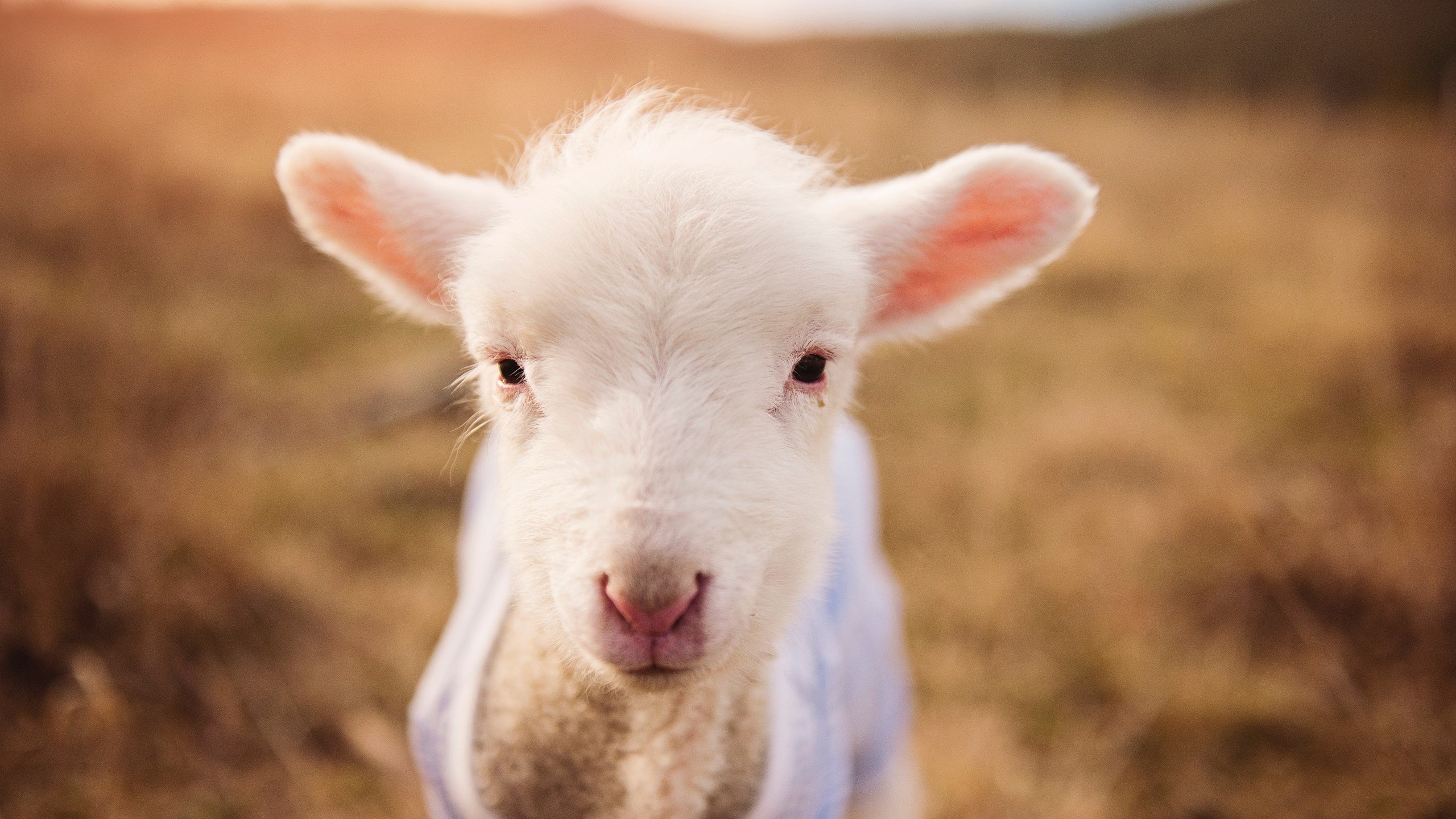 凯恩重演温布利神迹，洪都拉斯友谊赛力克紫百合之谜