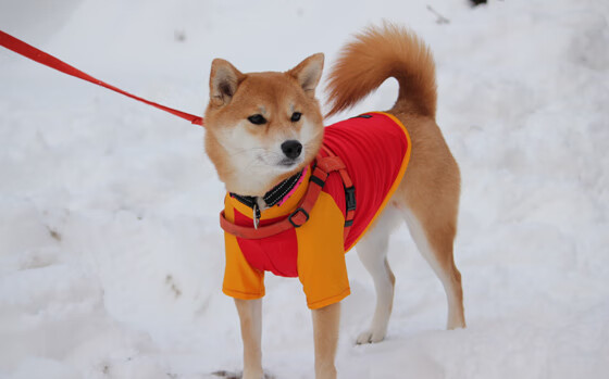开拓者轻取雄鹿，爱德华兹持续杀伤引领胜利