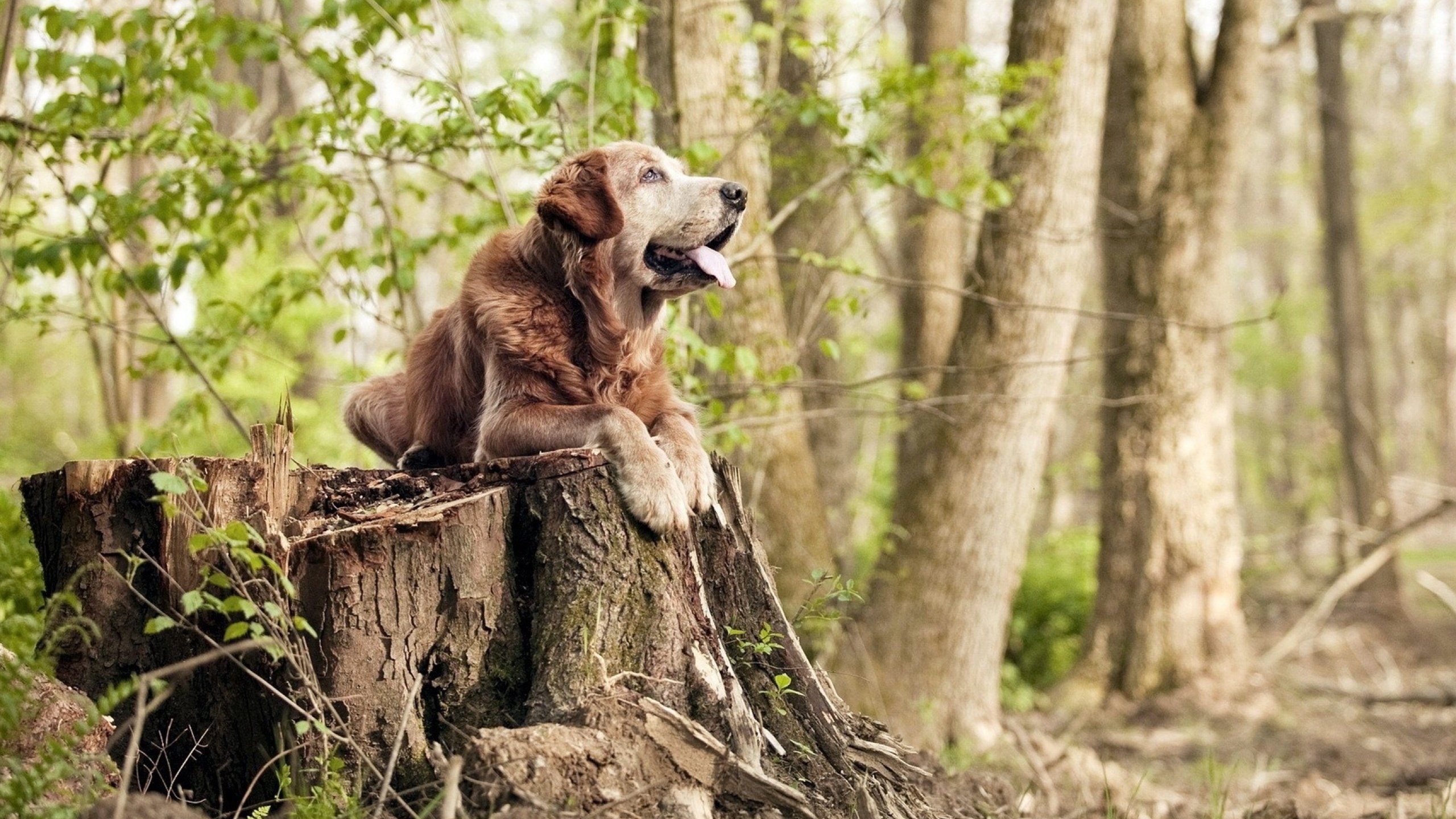 新生代的怒吼与王朝的涅槃，当马克西用实力回应世界，太阳用绝杀宣告重生