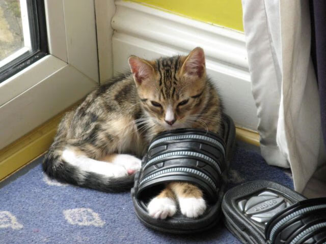 热火争冠战胜出火箭，福克斯爆发成灵感源泉