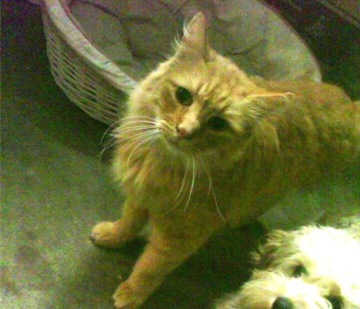 持球核心与库有引力，当哈登的存在感成为勇士独行侠的天平