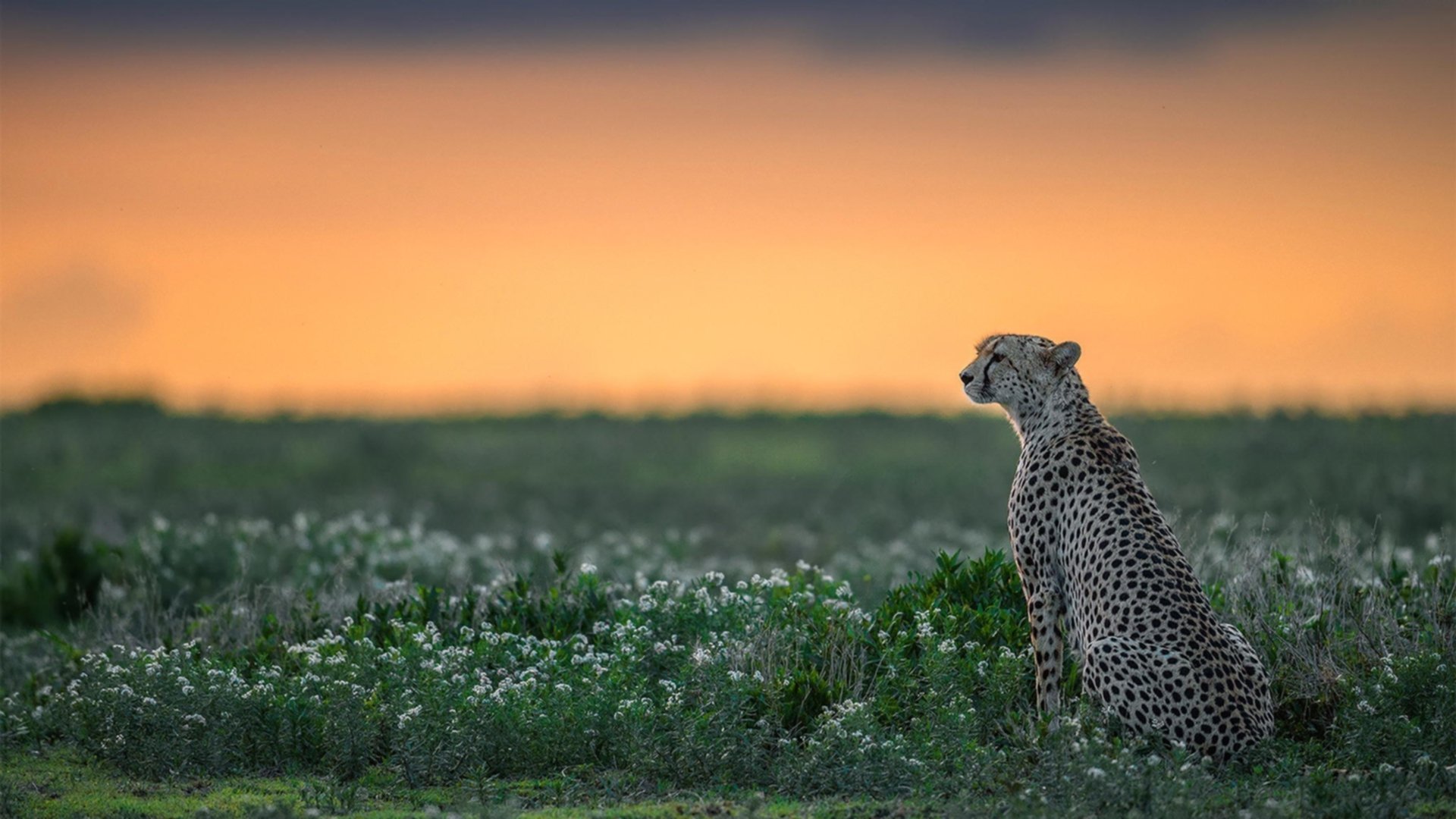 篮球之神降临足球之夜，恩比德的统治力如何让欧冠淘汰赛提前失去悬念