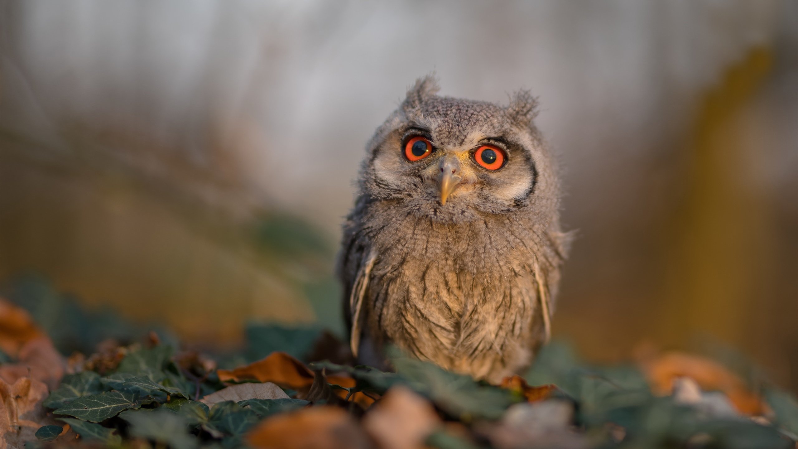 长白风雪与德州牛仔，当贝恩的节奏吹进东北虎的血液