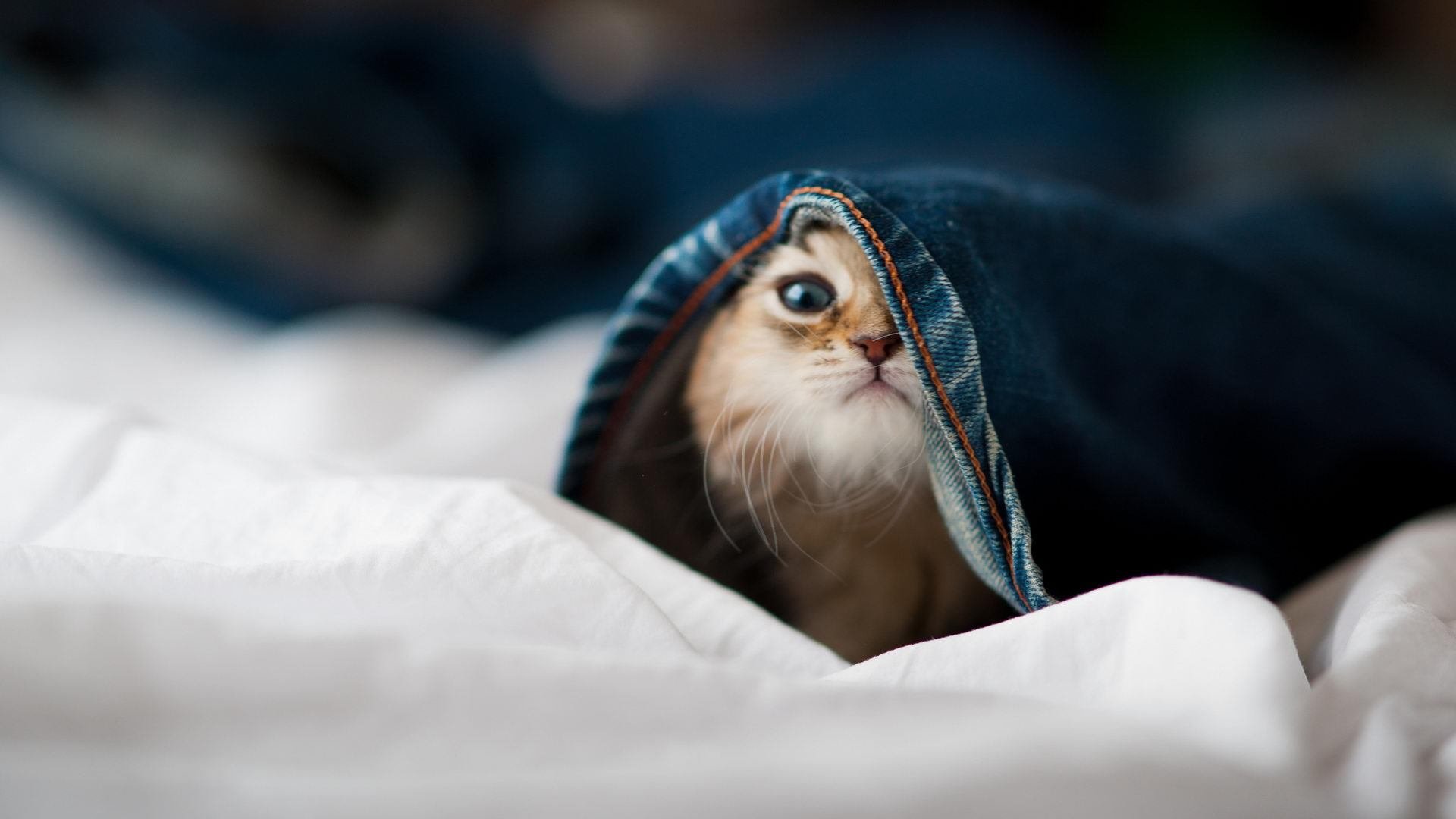 战术与奇迹，从伊斯坦布尔之夜到天山脚下的速胜传奇