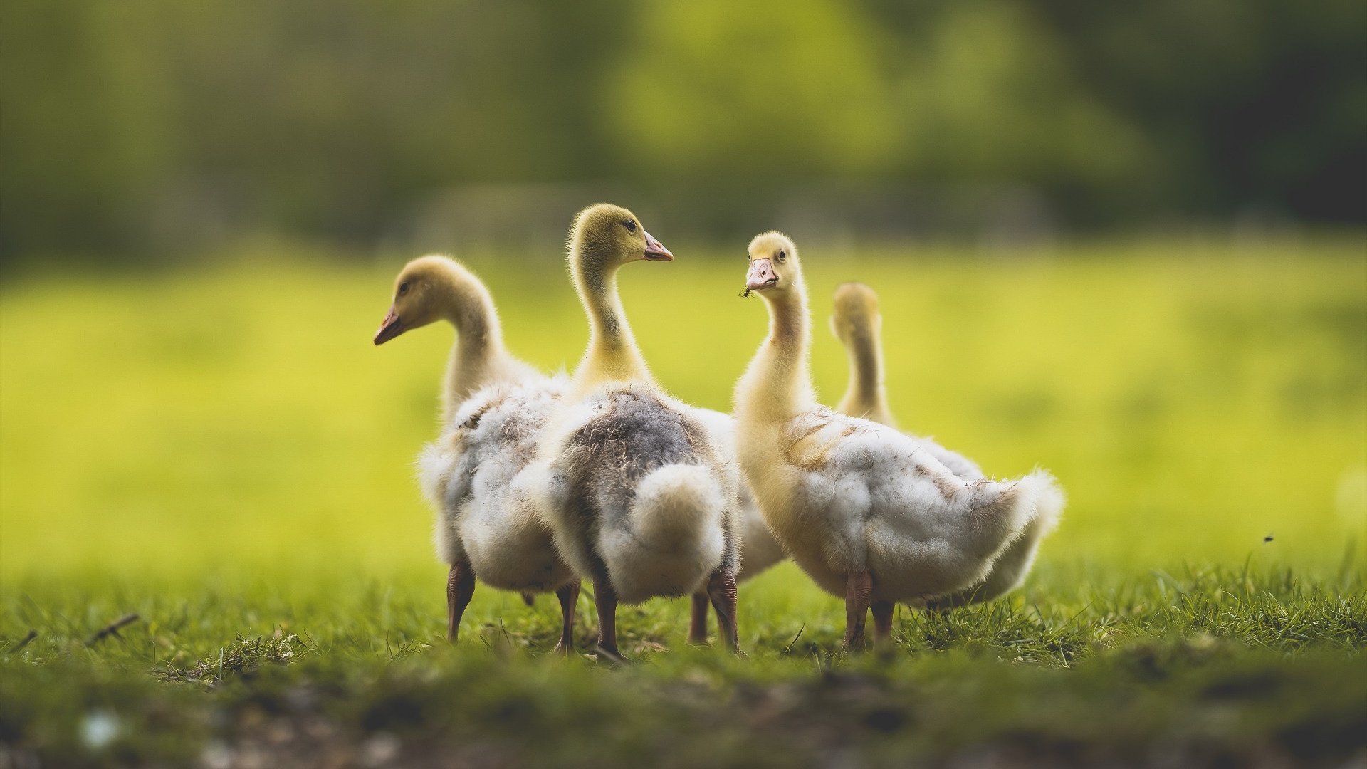 未竟的剧本，永恒的印记，当乔治在总决赛之夜刷新纪录