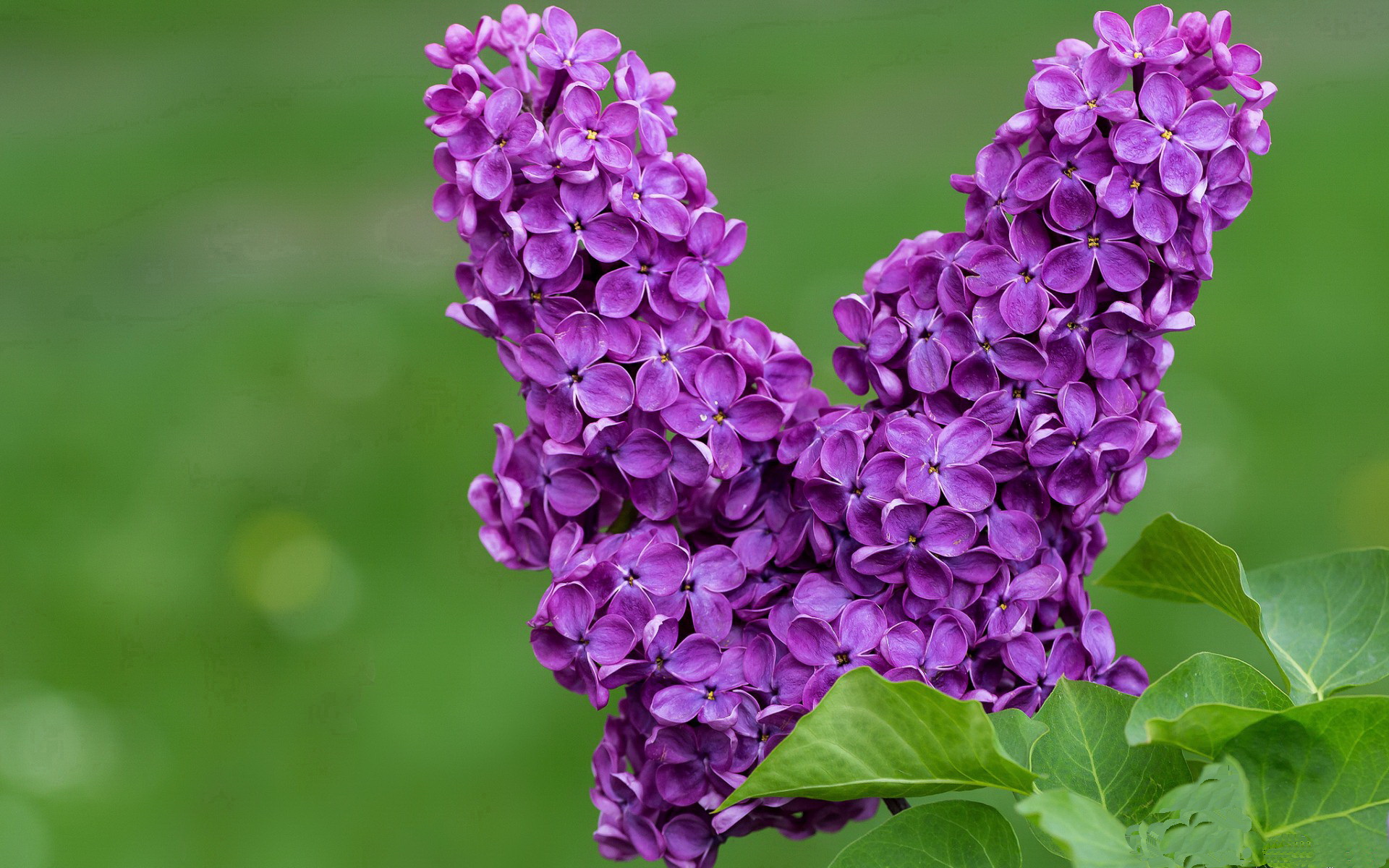 手术刀与精密机器，保罗的进攻舞蹈与广东的战术铁幕