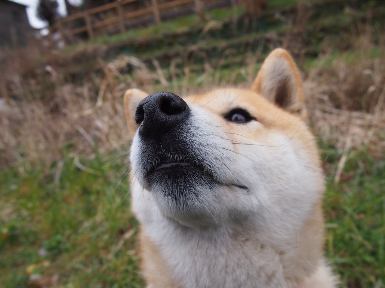 卡拉斯科爆发引领新西兰，一波流带走乌克兰胜利