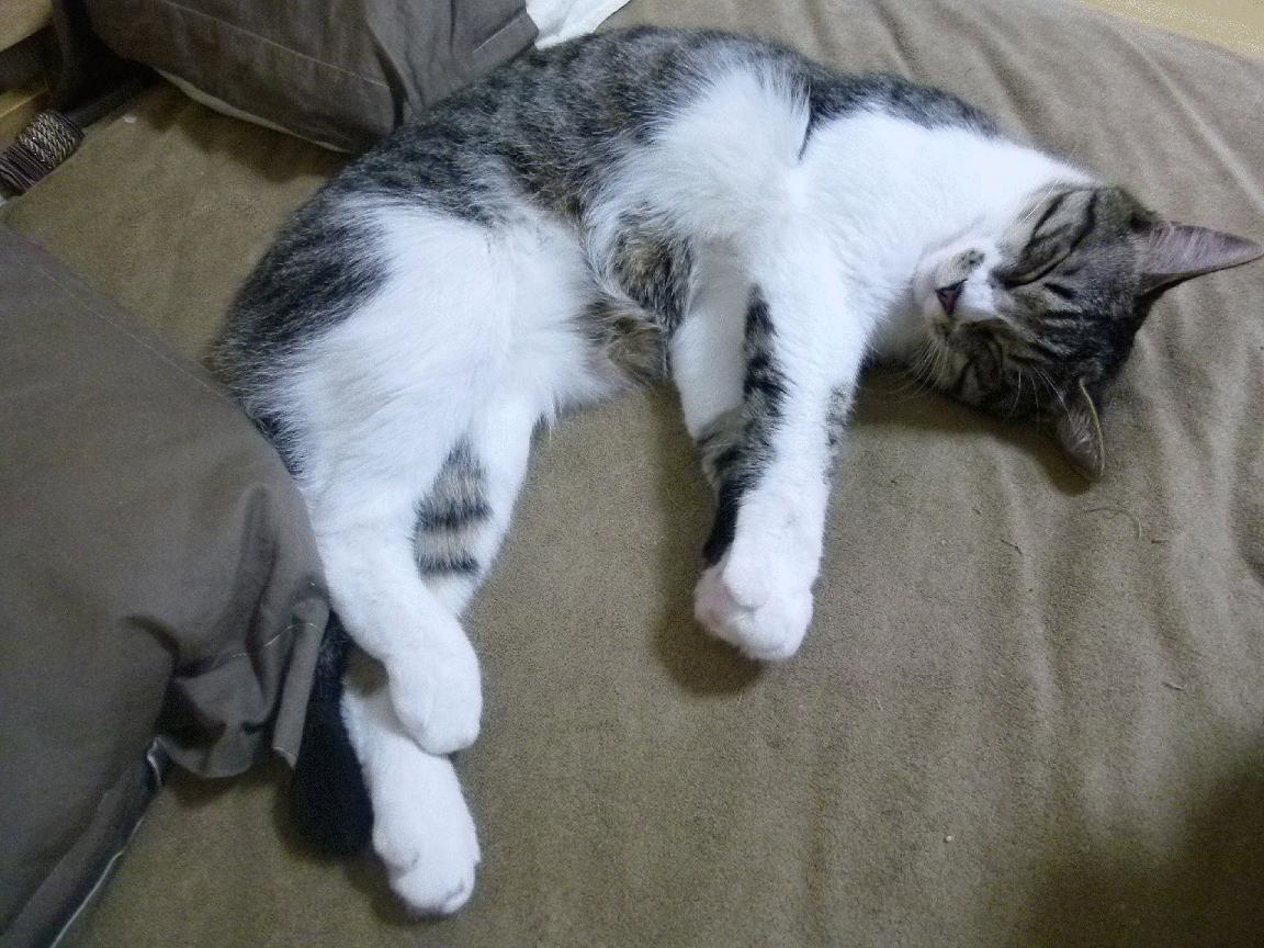 一场奥运周期关键战 为何成为中国篮球的焦点