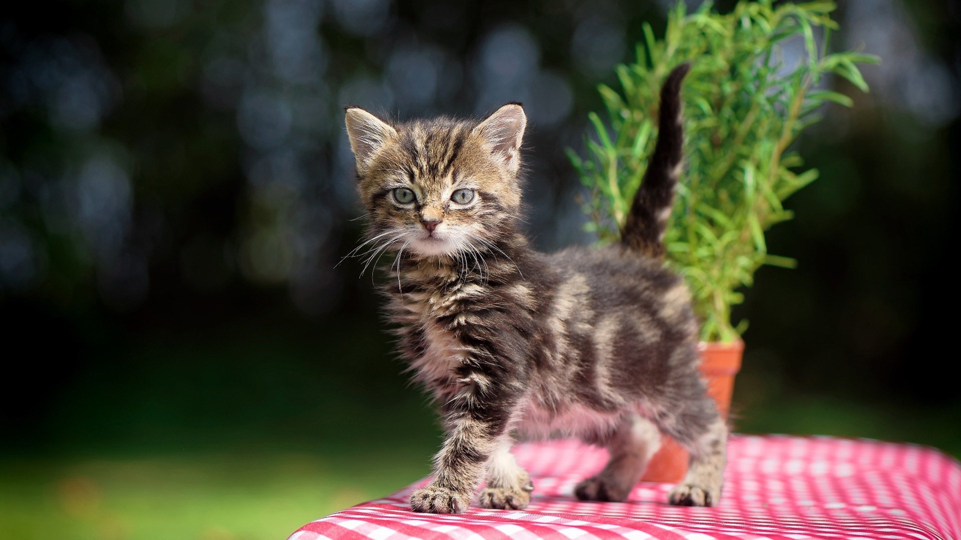 双子星血战双枪，英格拉姆一箭穿心，关键先生撕碎窒息的弧线