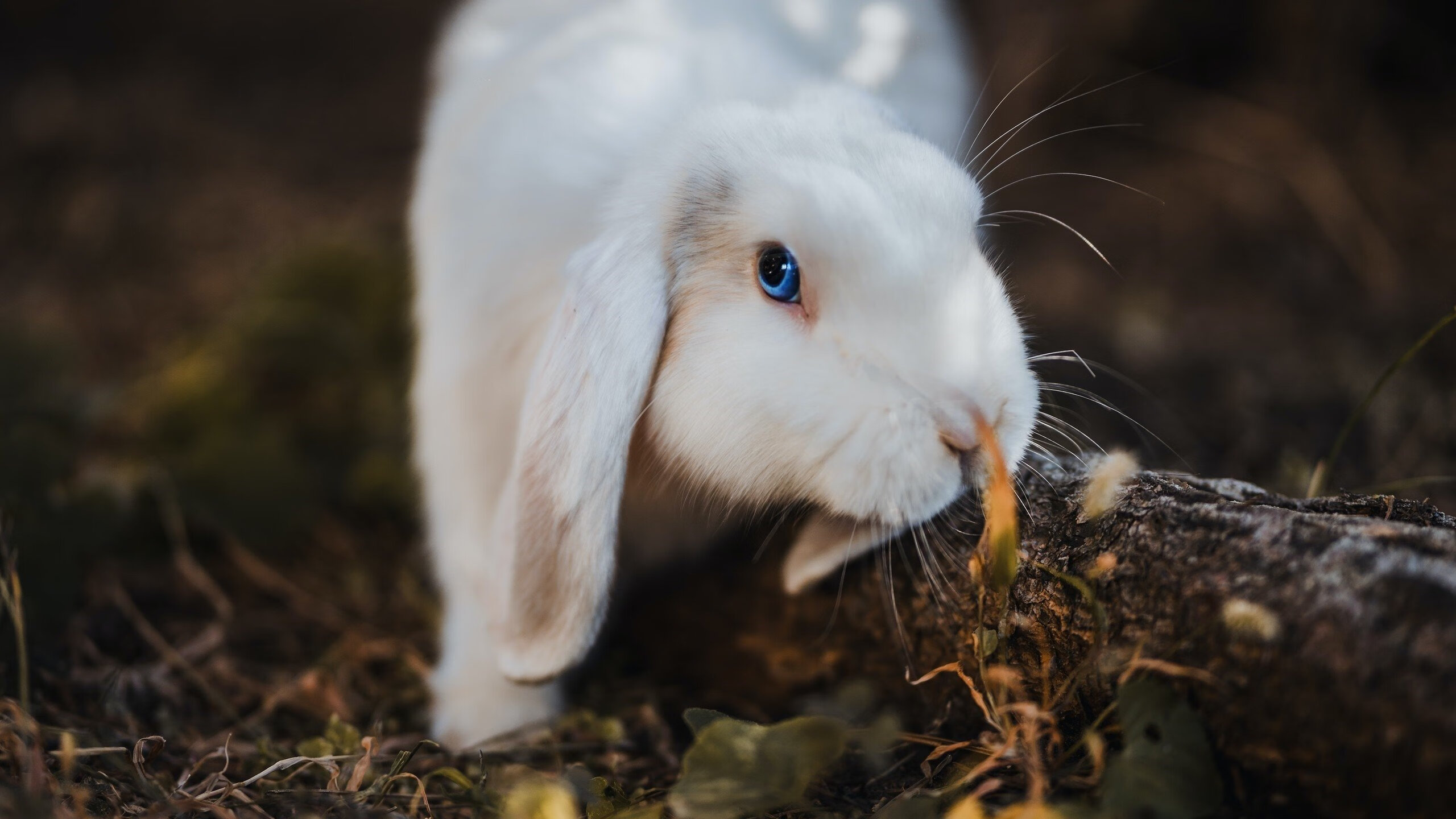 快船的齿轮精准咬合，拉梅洛的匕首刺穿防线