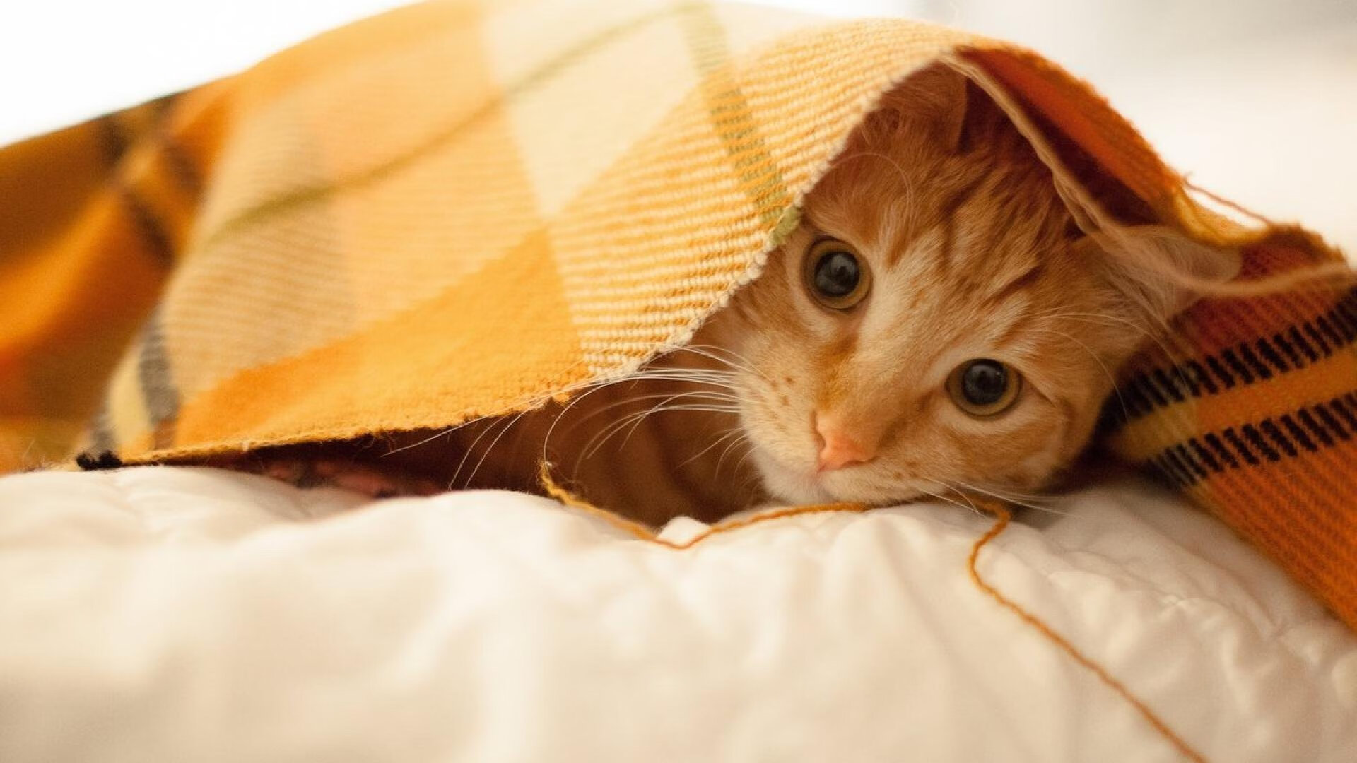 欧冠亚洲德比，欧陆炮火中的最后倔强