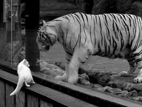 镜面战争，库里点燃的孤焰与尼克斯切割的蓝海