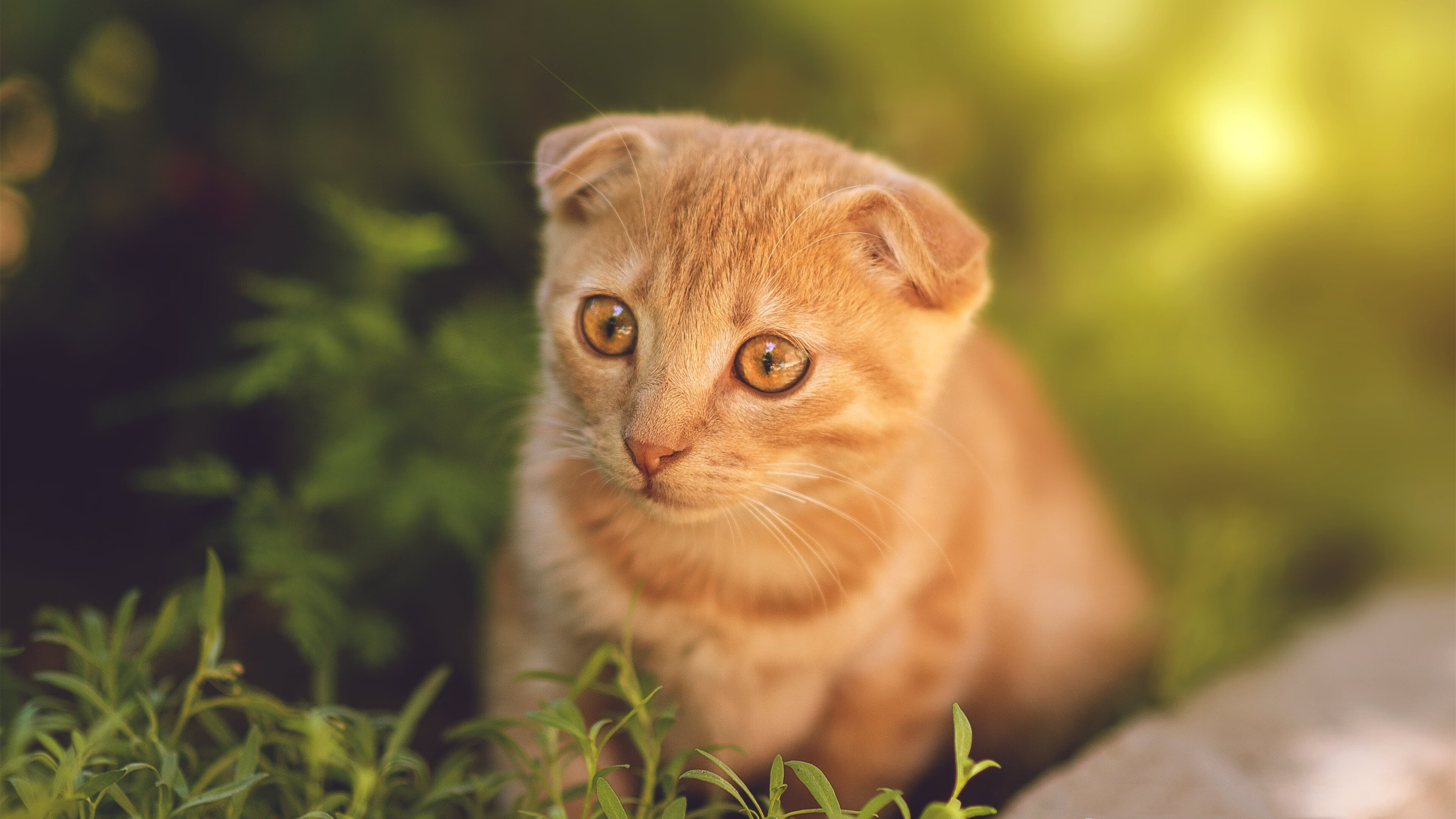 从罗马到开普敦，一场跨越万里的足球梦想—南非新军掀翻蓝鹰拉齐奥，闯入欧冠半决赛