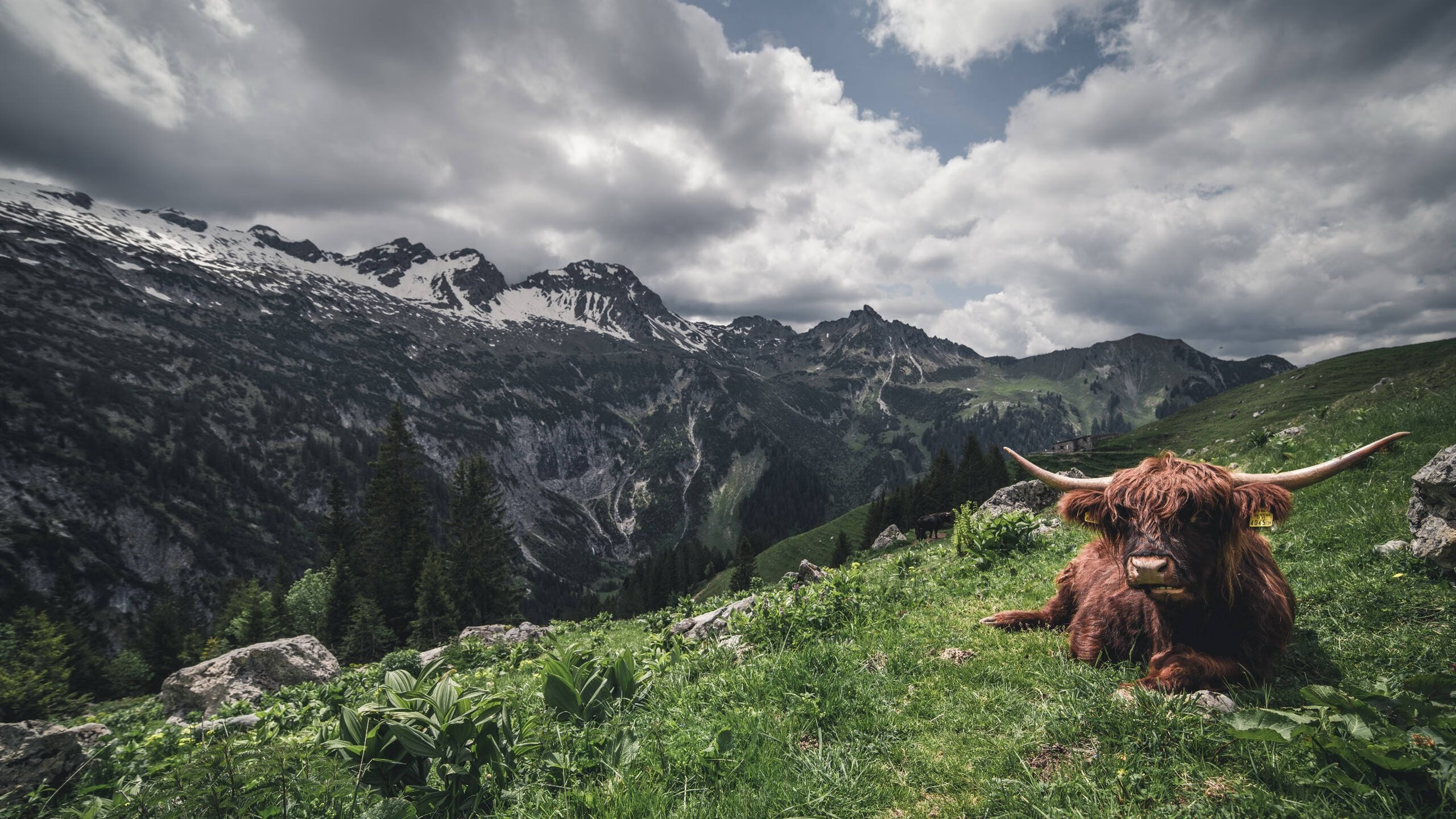 冷锋过境，当维京战吼掀翻非洲雄狮—记一场载入史册的欧冠焦点战